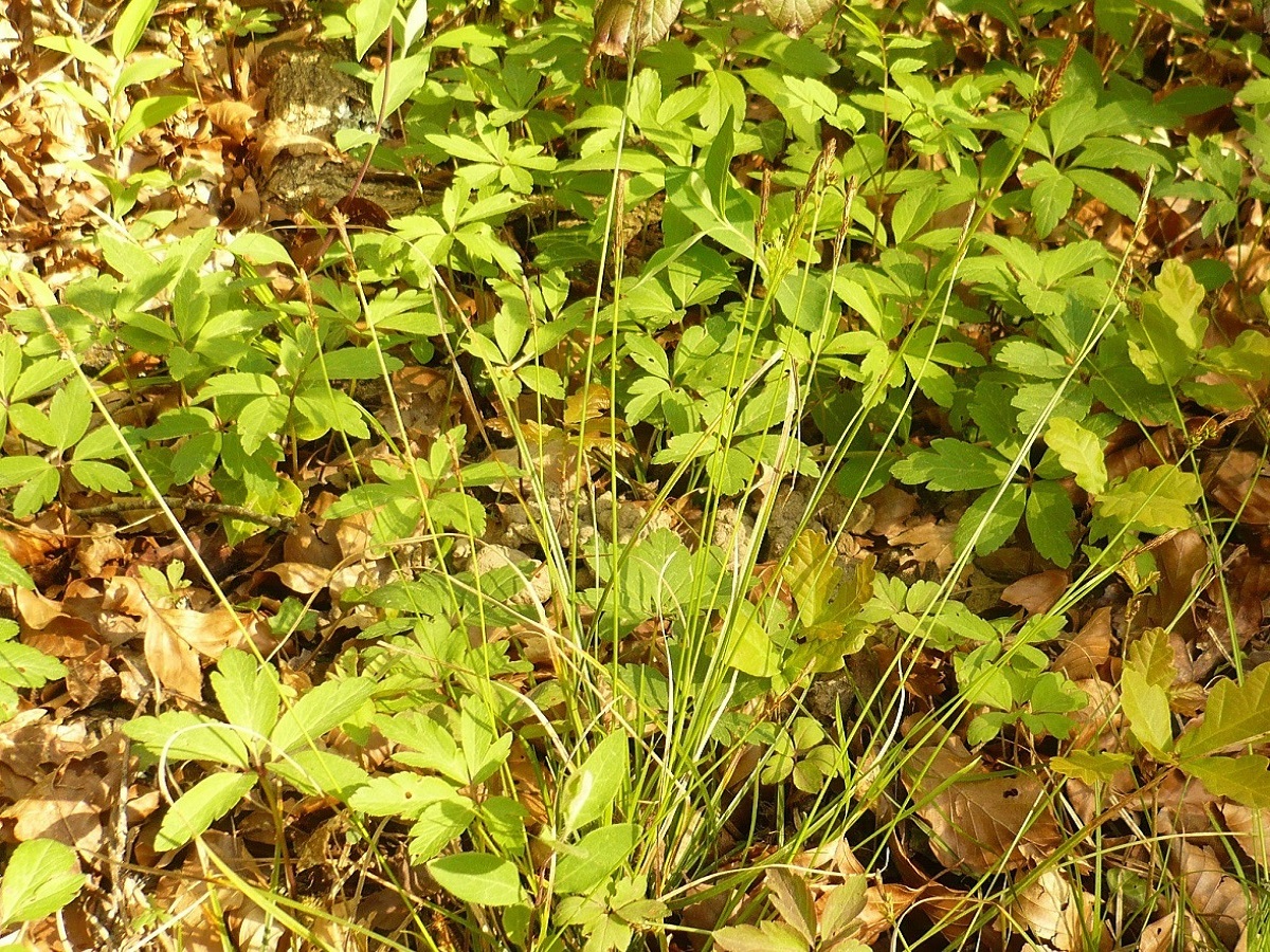 Carex umbrosa var. umbrosa (Cyperaceae)